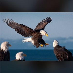 Meet your Posher, Saad